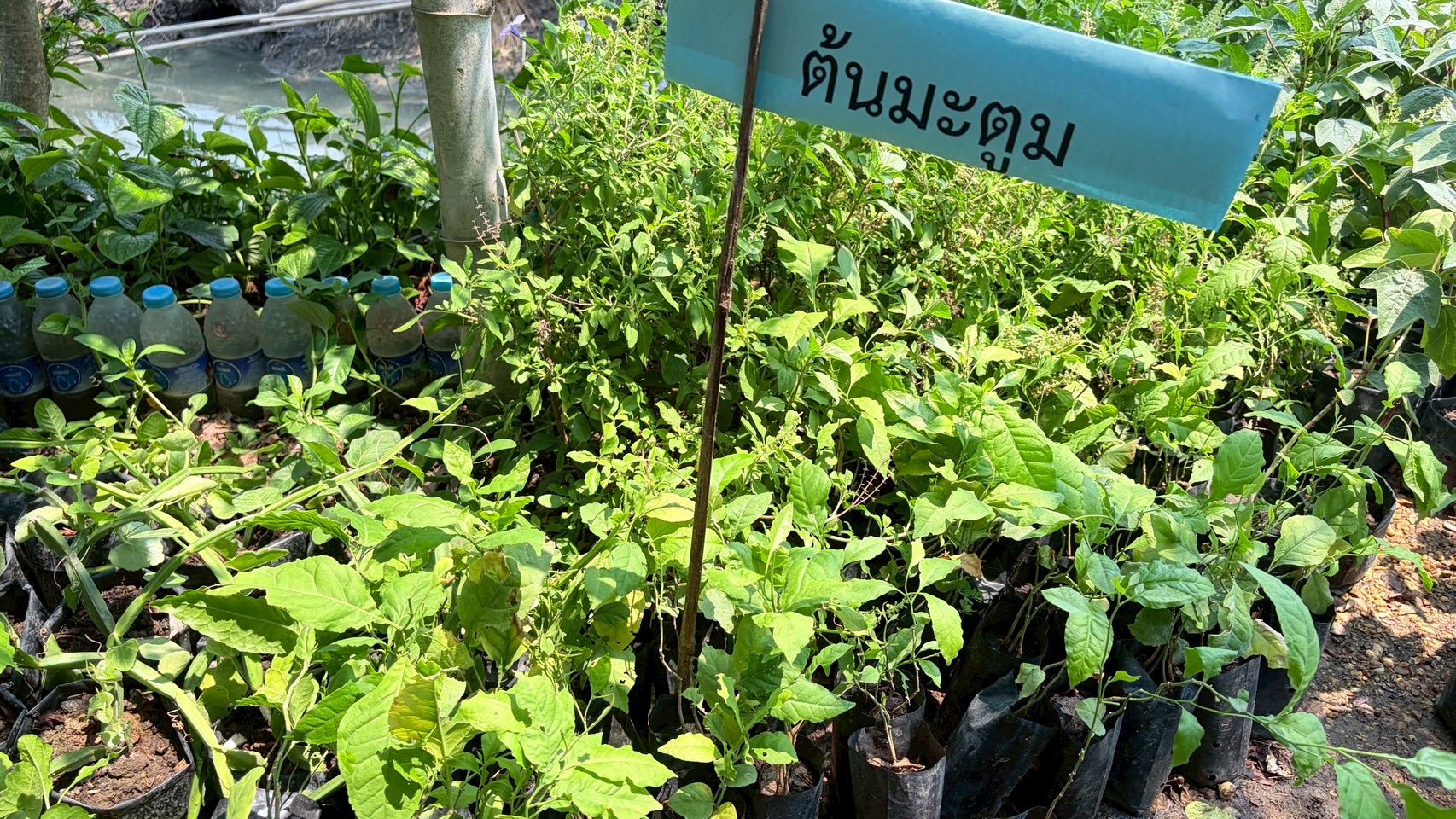 title - ส.ป.ก.อ่างทอง แจกปัจจัยการผลิตและกล้าพันธุ์ไม้สมุนไพรให้แก่เกษตรกร จำนวน 10 ราย ในโครงการเกษตรชีวภาพประจำปีงบประมาณ 2569